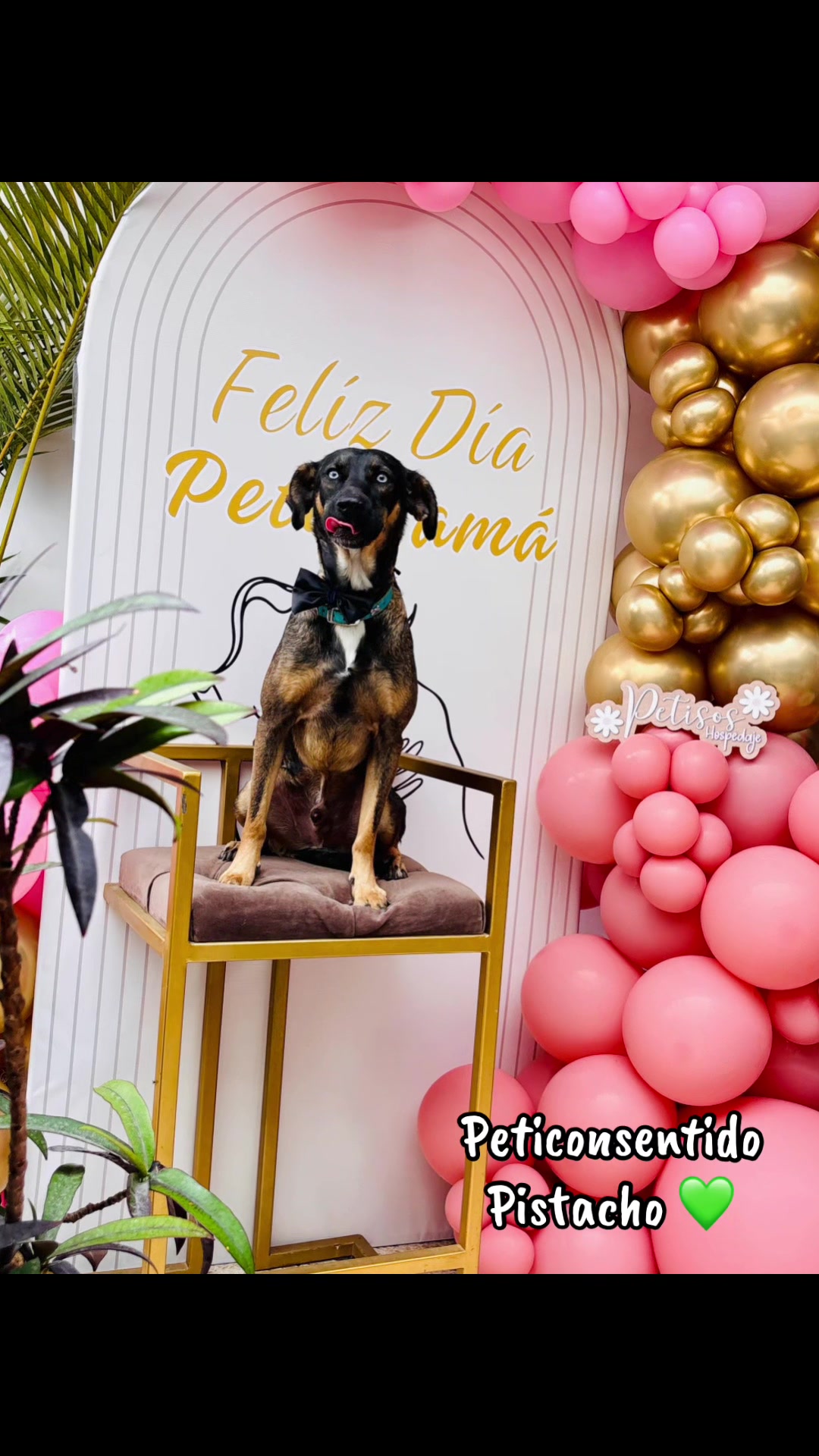 @🐾 Petisos 🐾