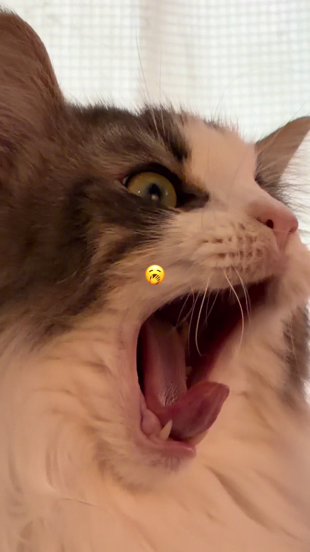 @ねここ様