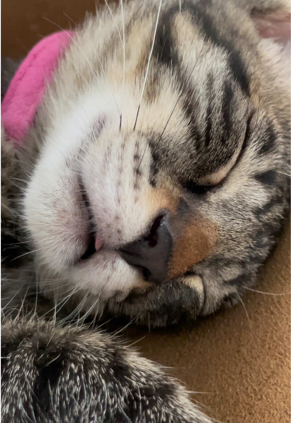 @ねこまみれ
