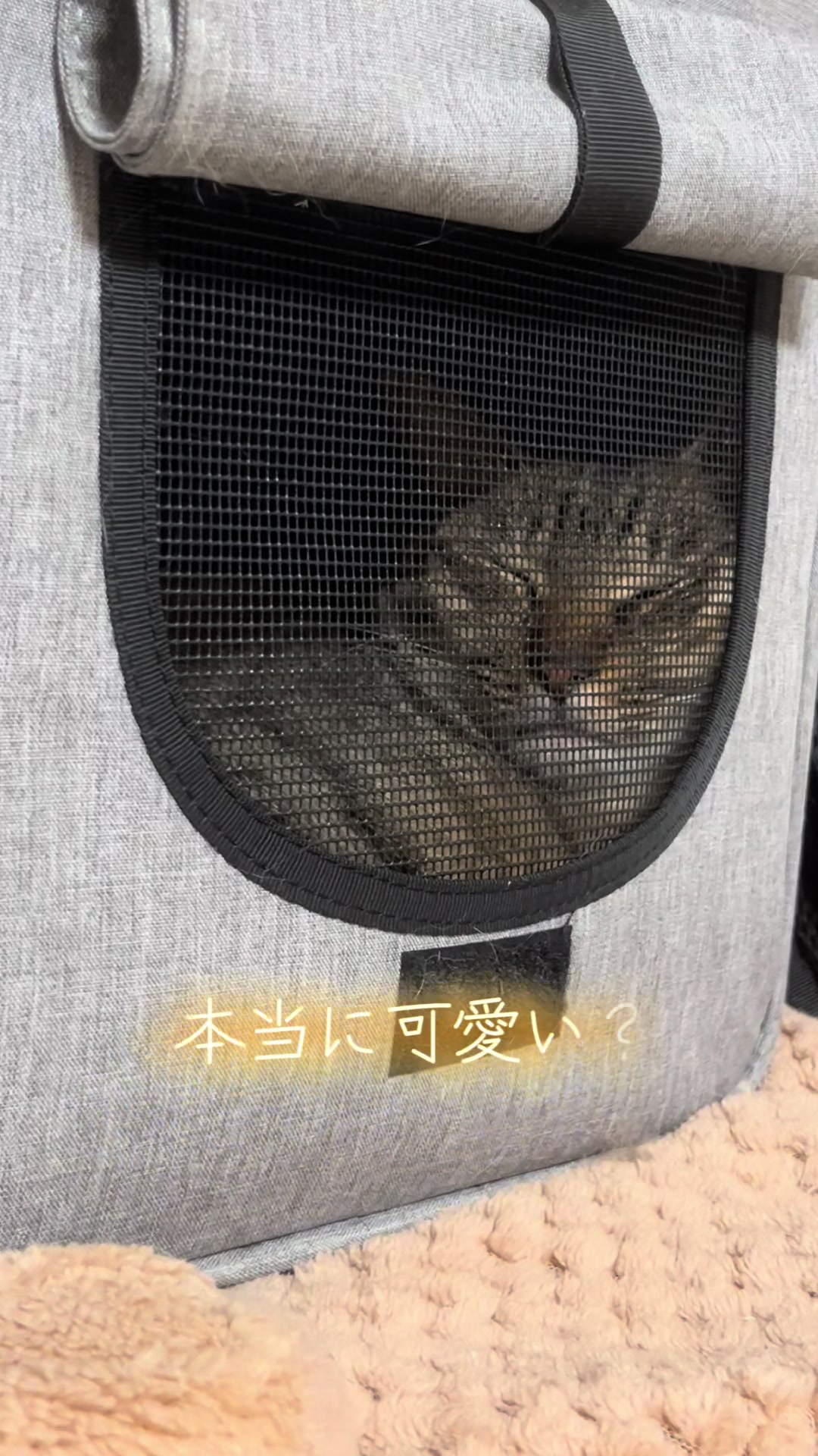 @ふくらんうみ🍶