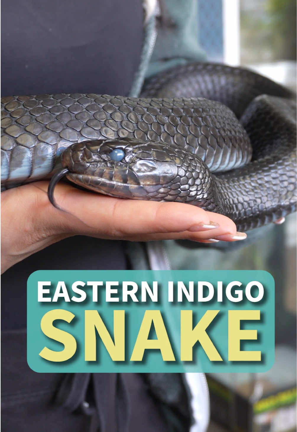 @All Reptiles