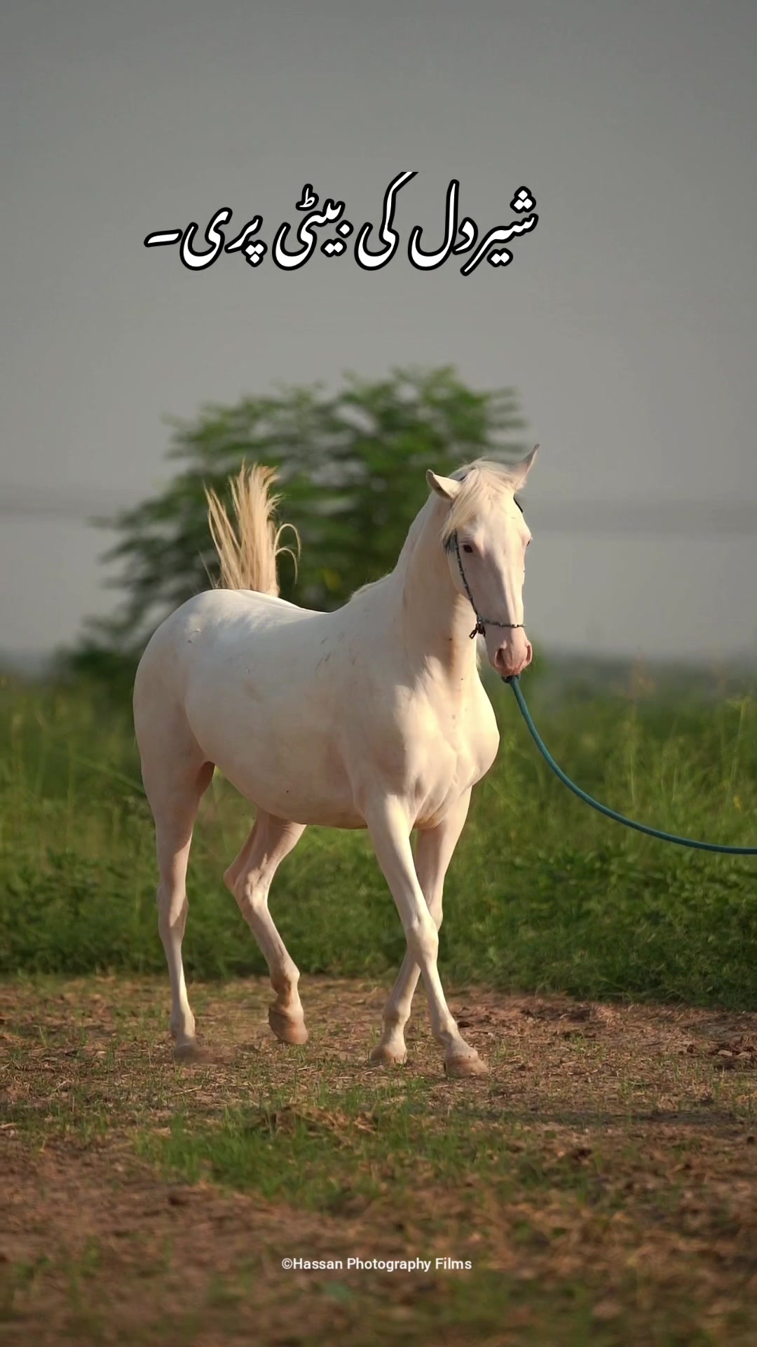 @SUNRISE STUD FARMS RAWALPINDI