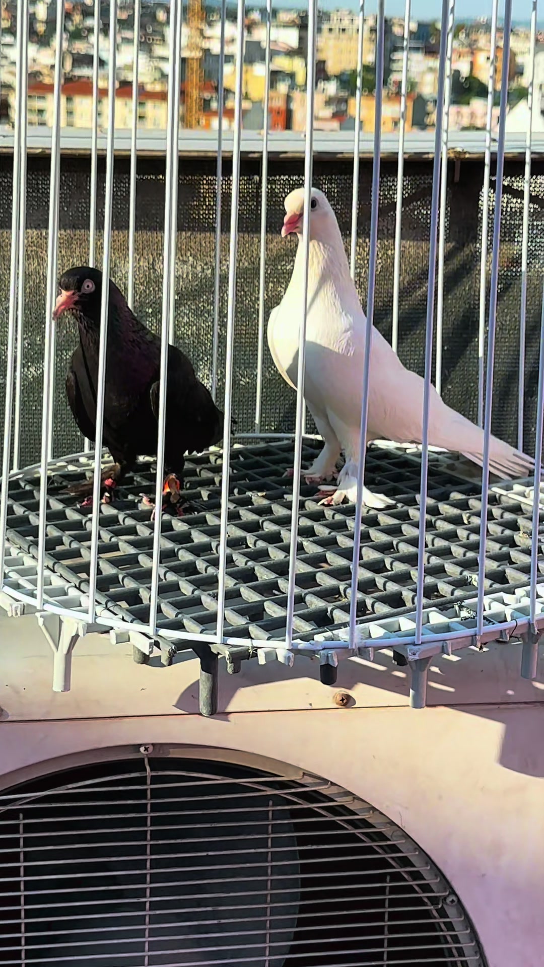 @Süleyman uçar
