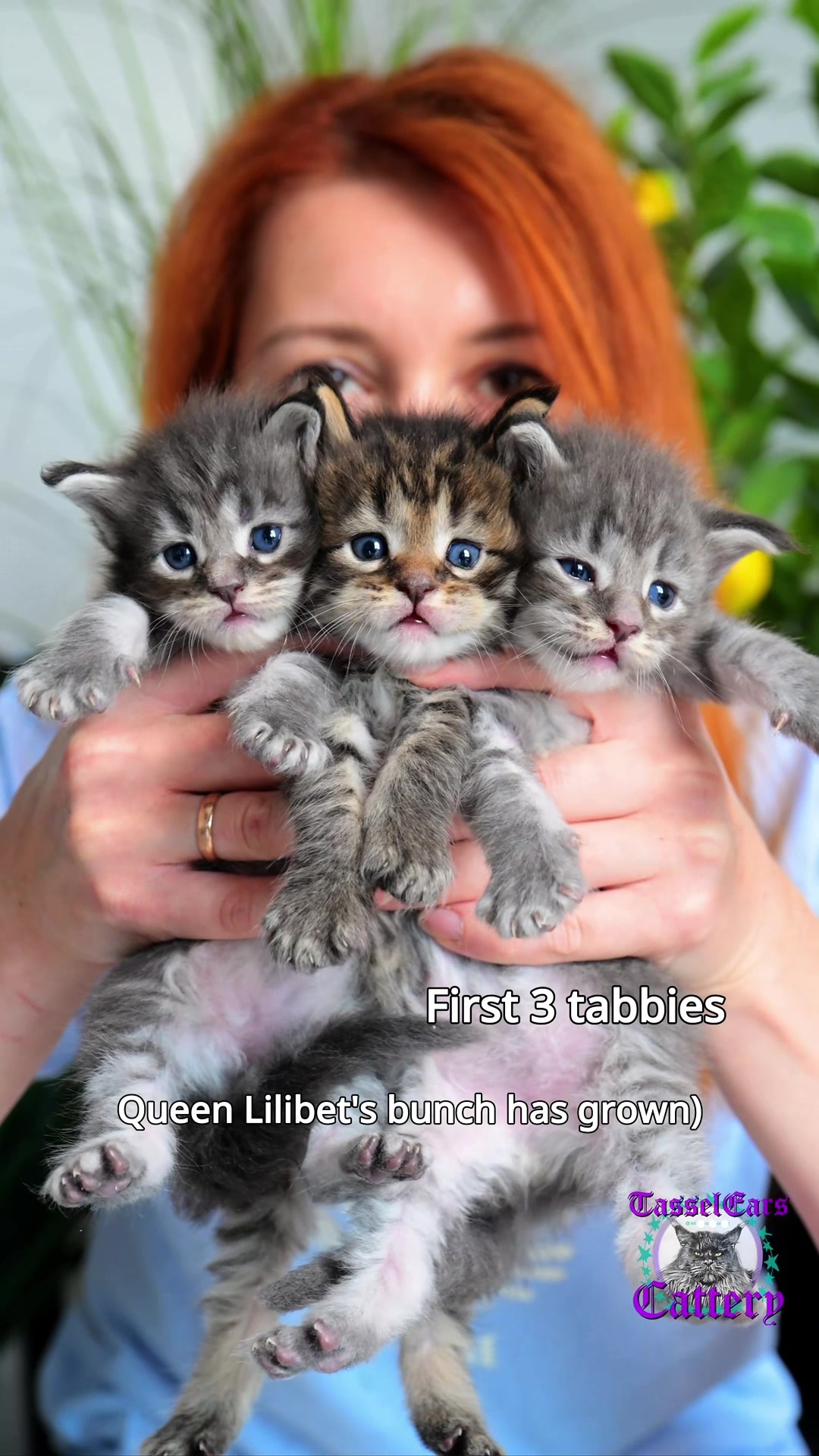 @Tassel Ears Maine Coon Cattery