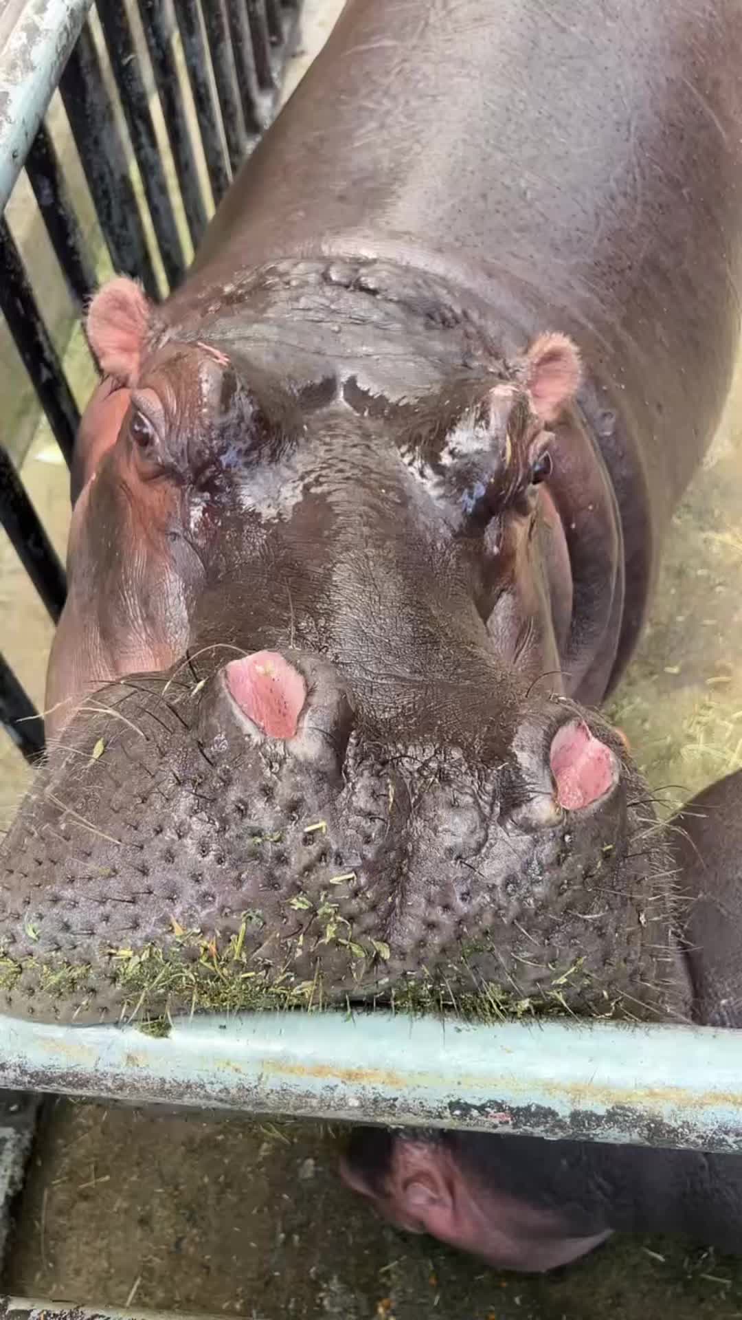 @Hippo