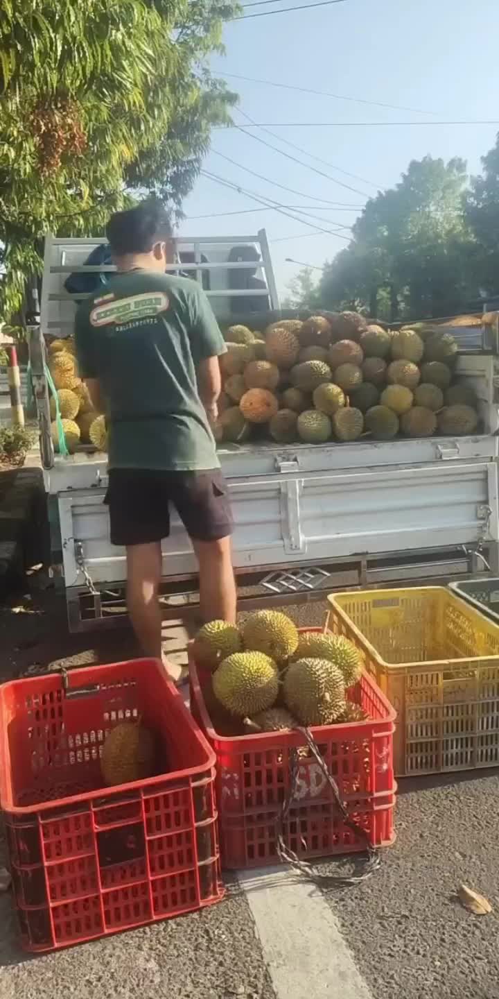 @Kenzhi Durian Tuban