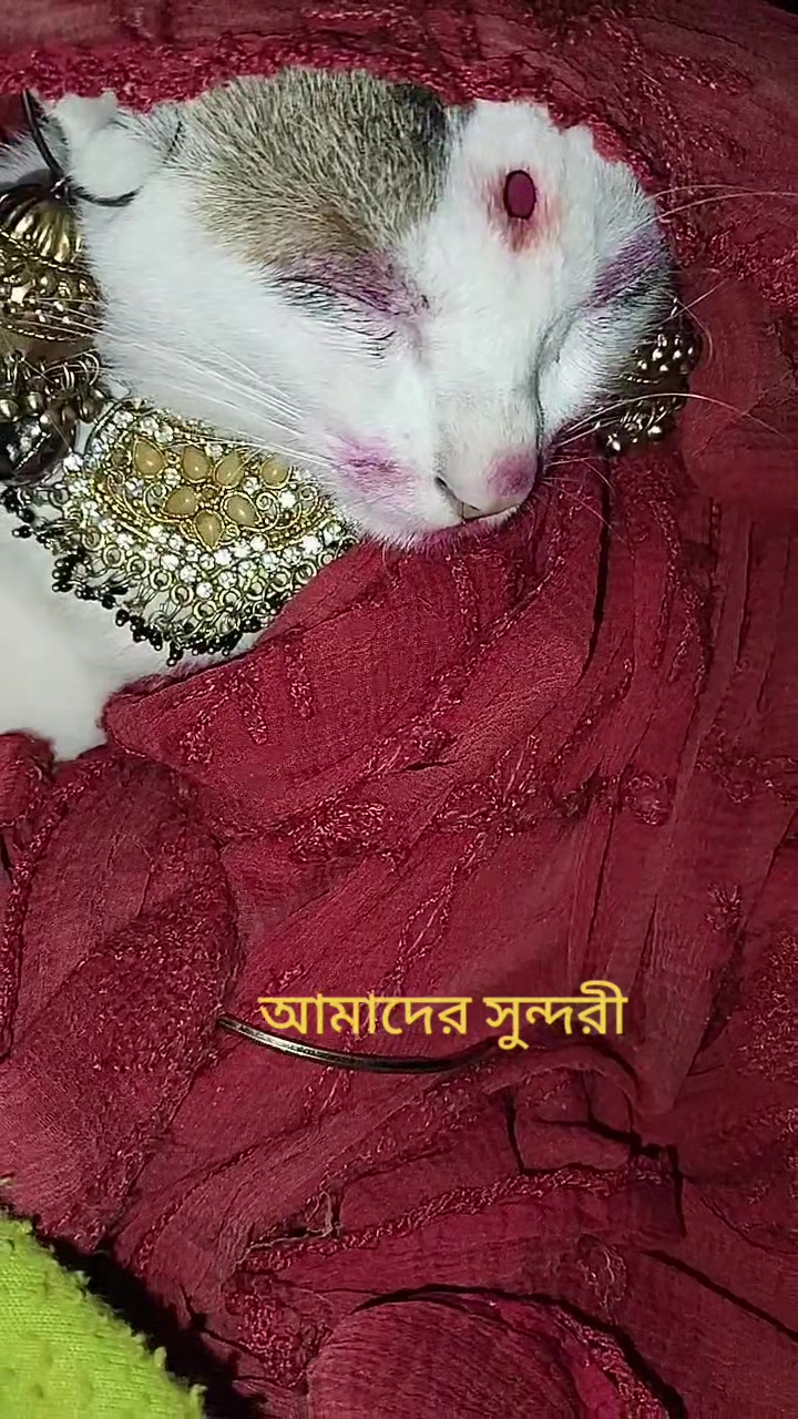 @Kobita Akther 26