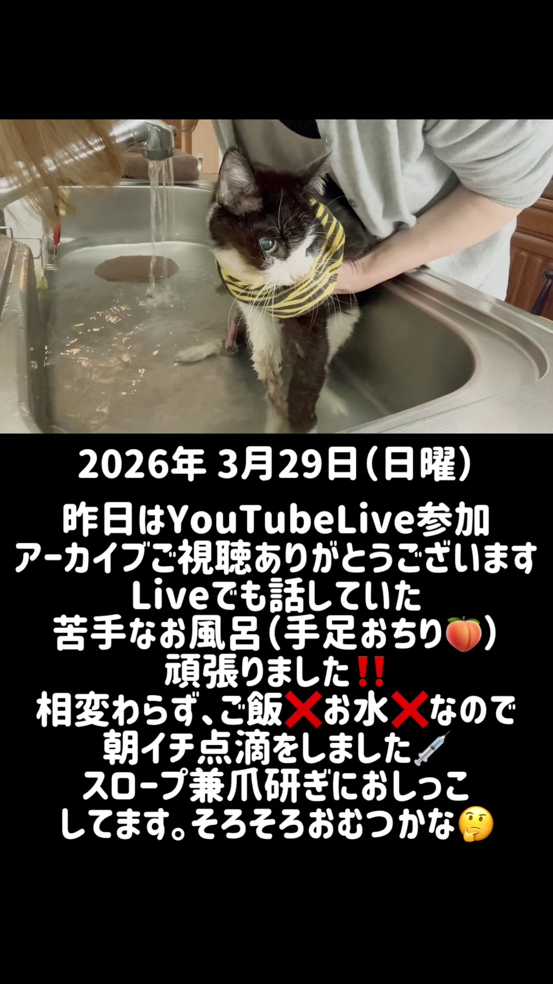 @ねこぷにもふ｜ホワイトシェパードのハクちゃん