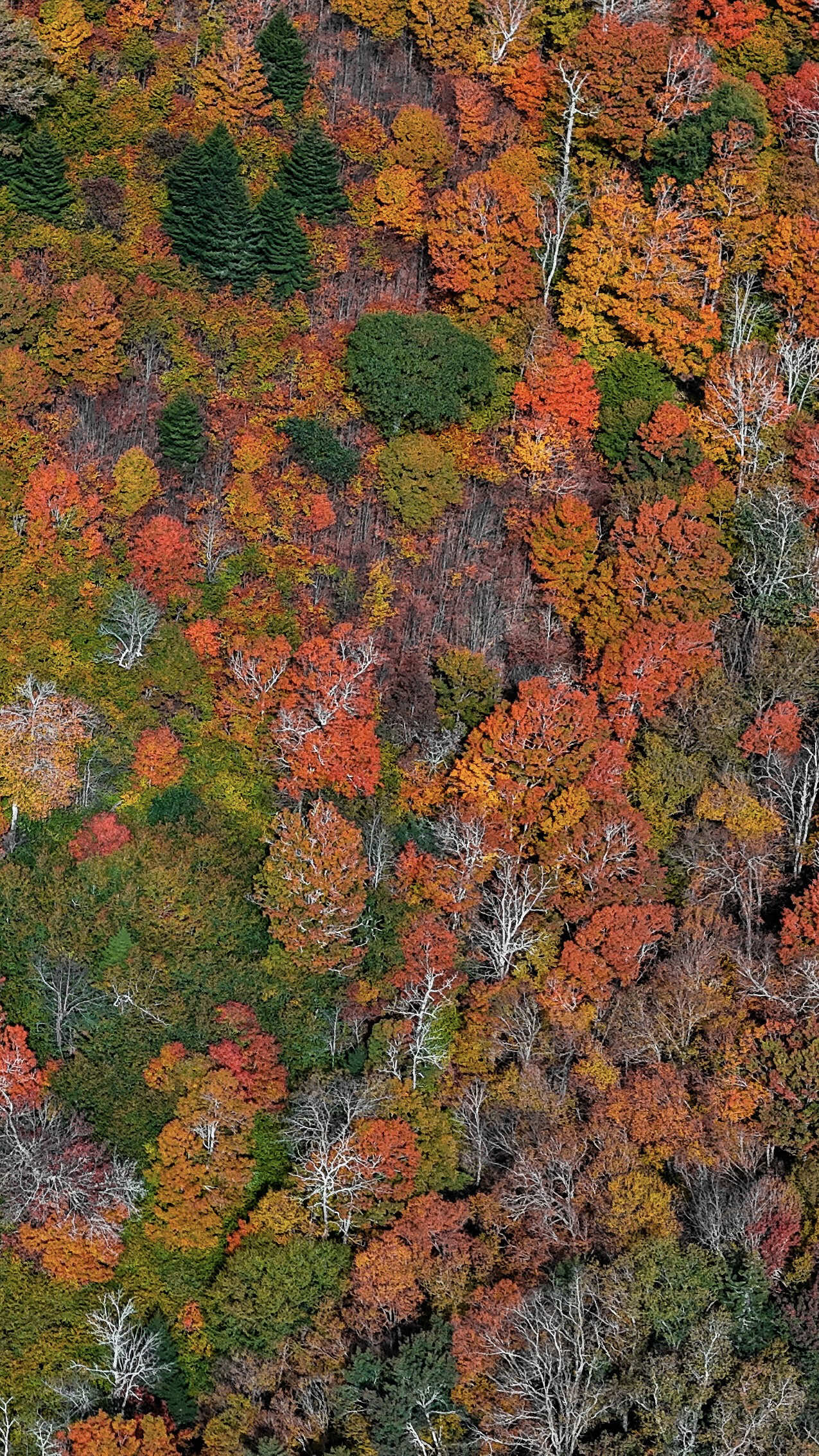 @avldrone