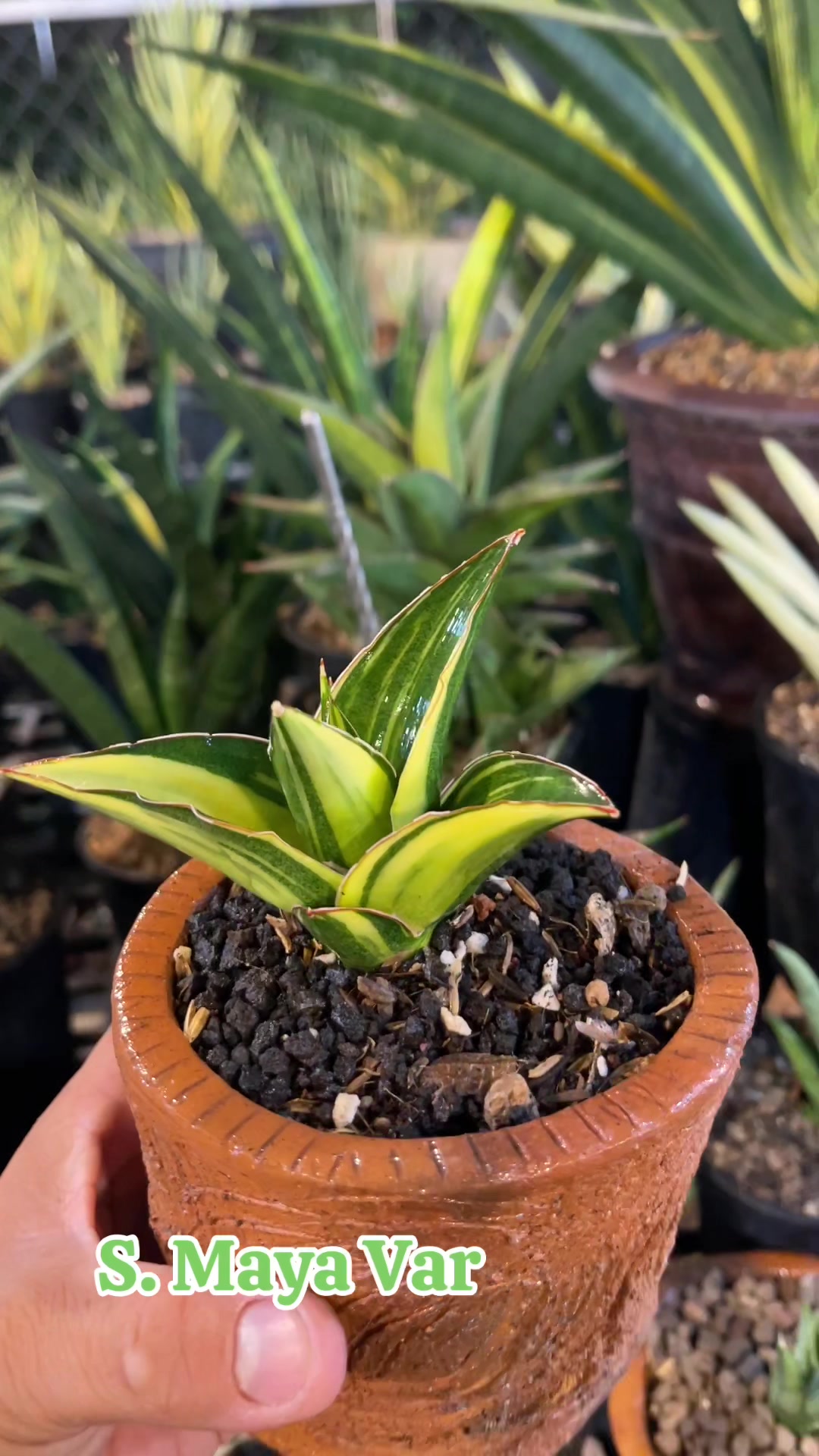 @The Sansevieria Farm