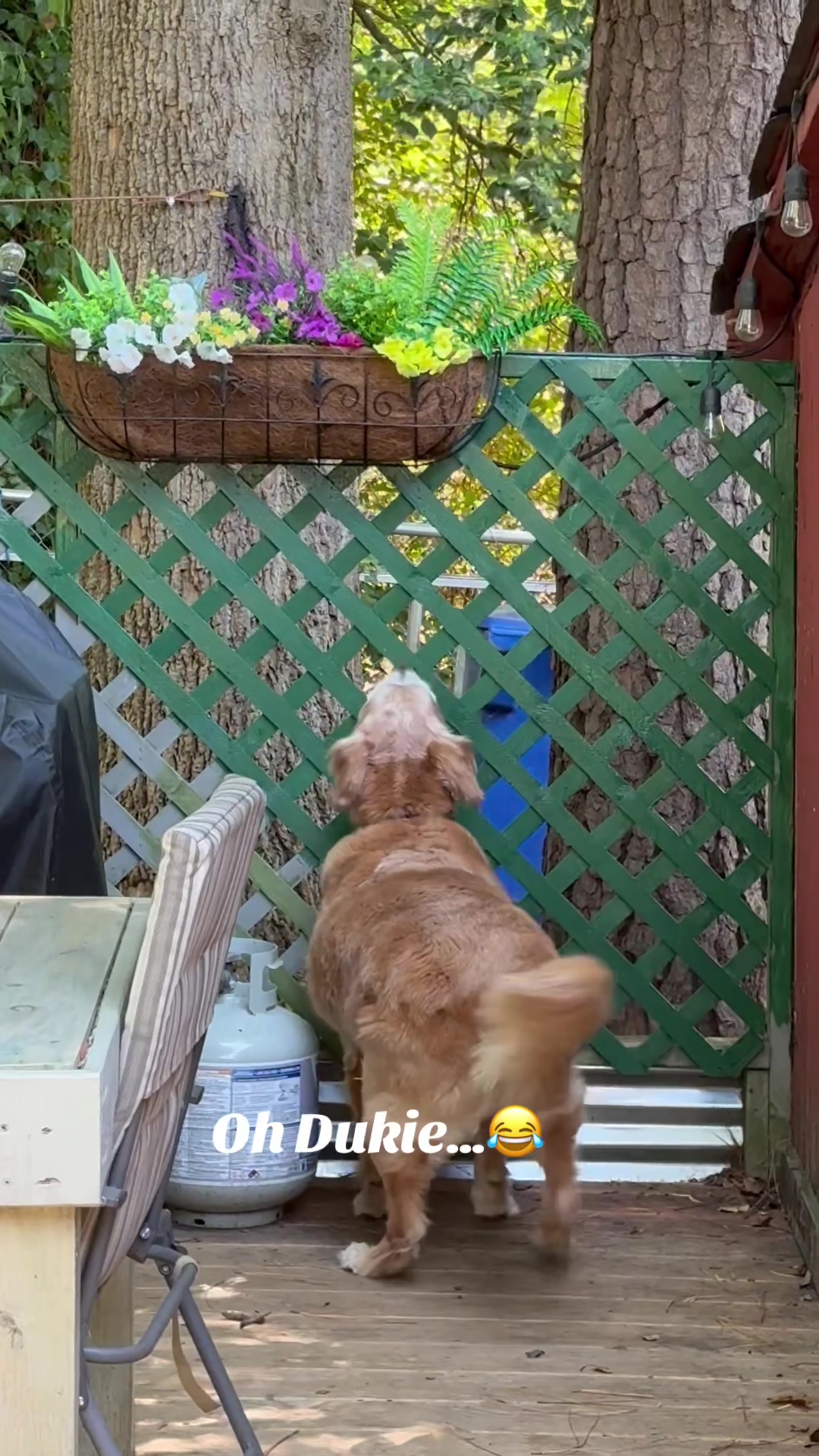 @lifewithduke2025