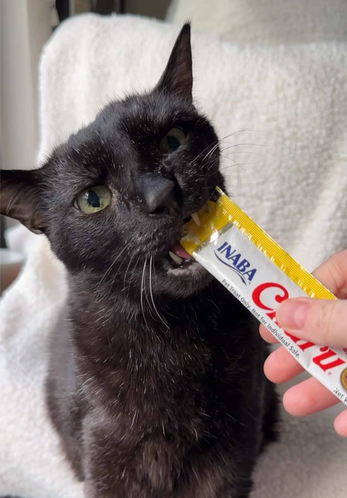 @Manny Halloween Cat
