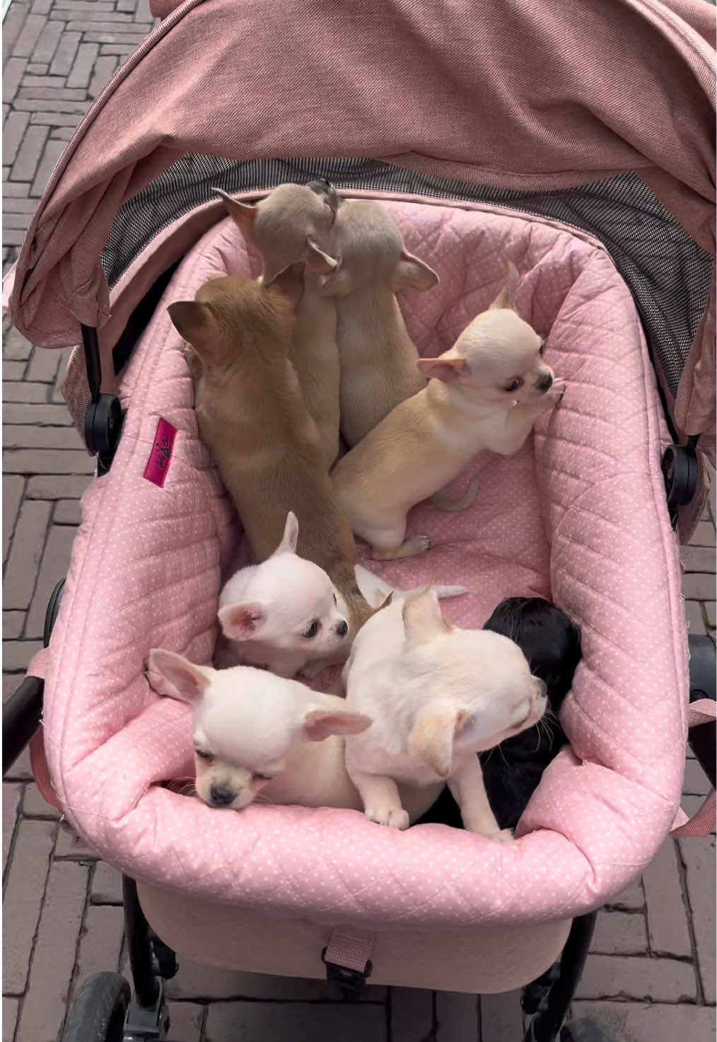 @Danielle |(chihuahua)mama 🐕🩵