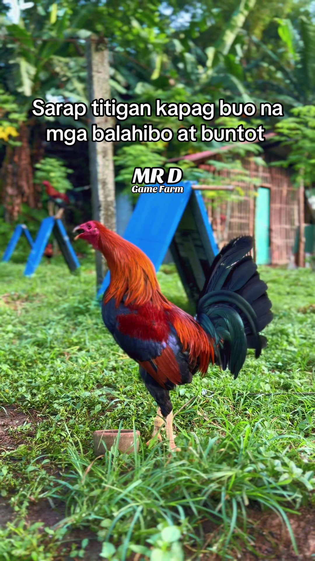 @MR D Game Farm