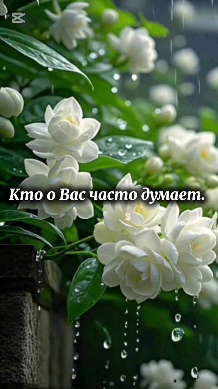 @Polli