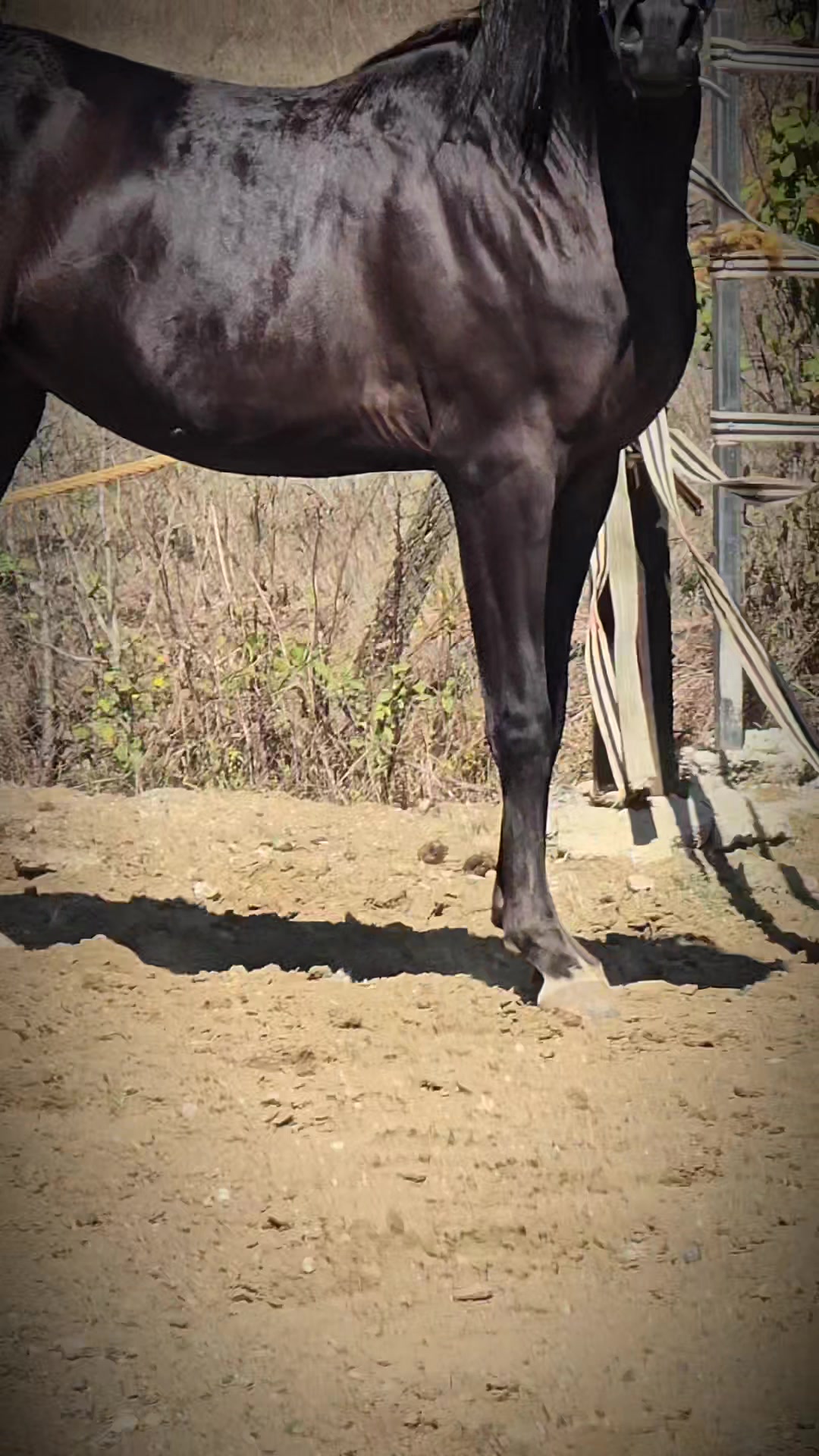 @Horse Training Center Albania