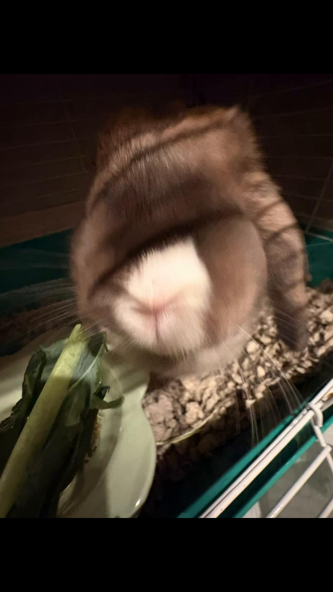 @honeythebunny24