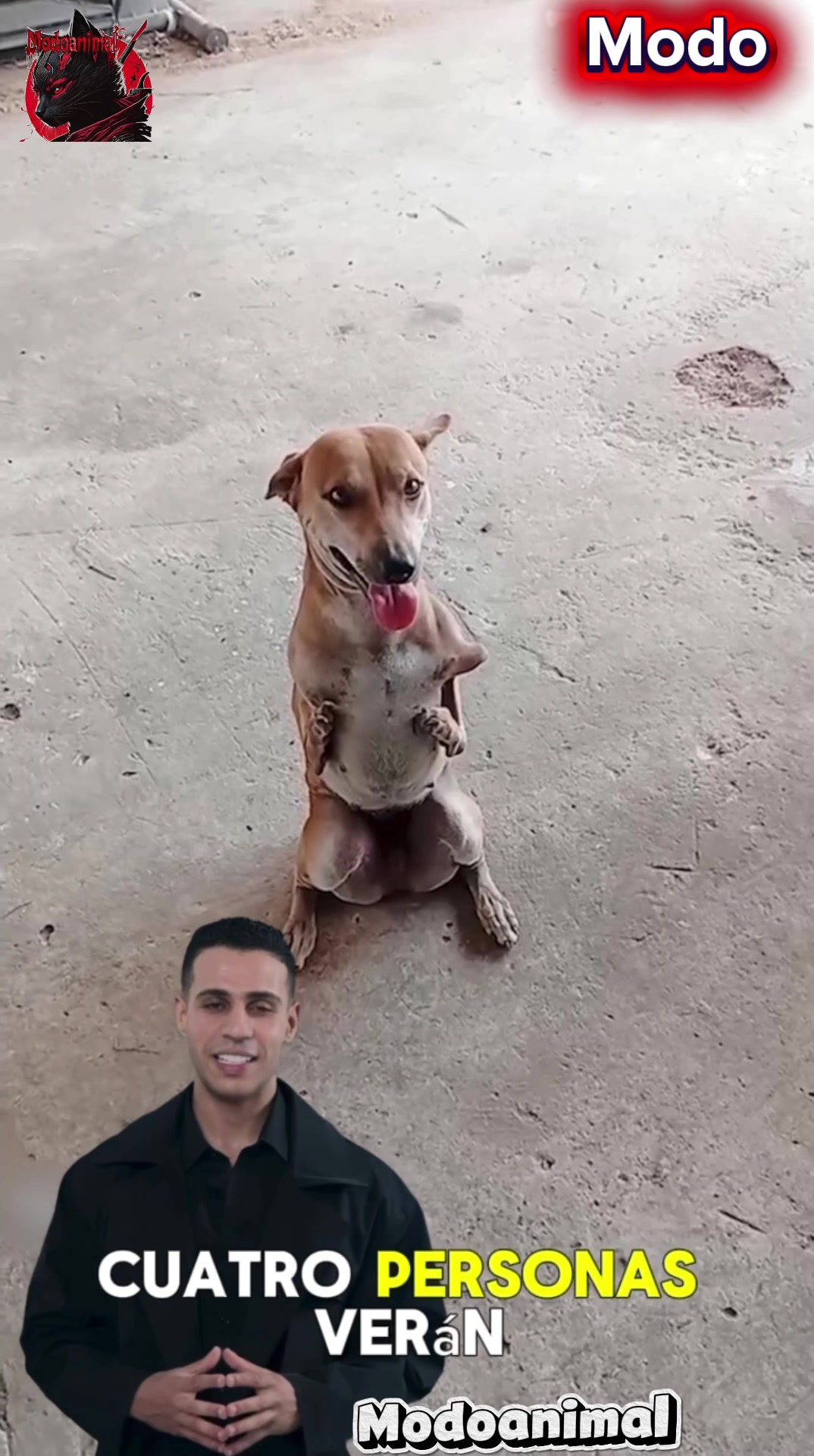 @Modoanimal