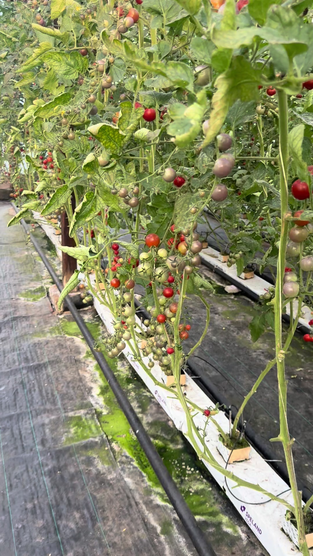 @26 соток
