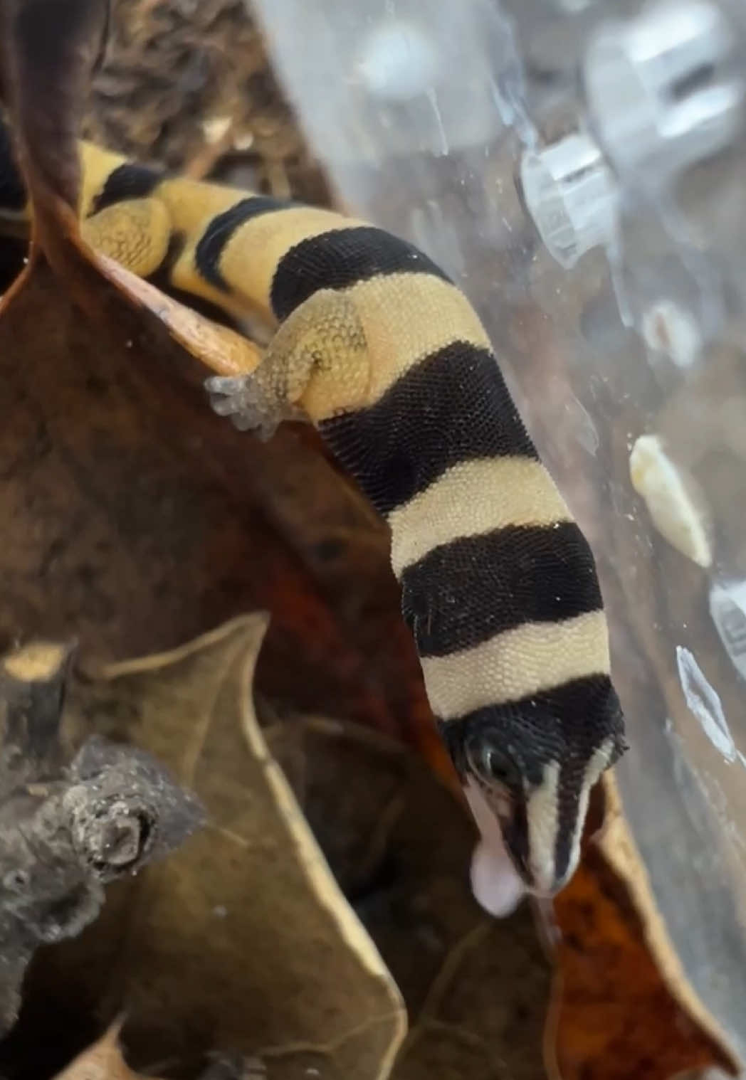 @HerpTime