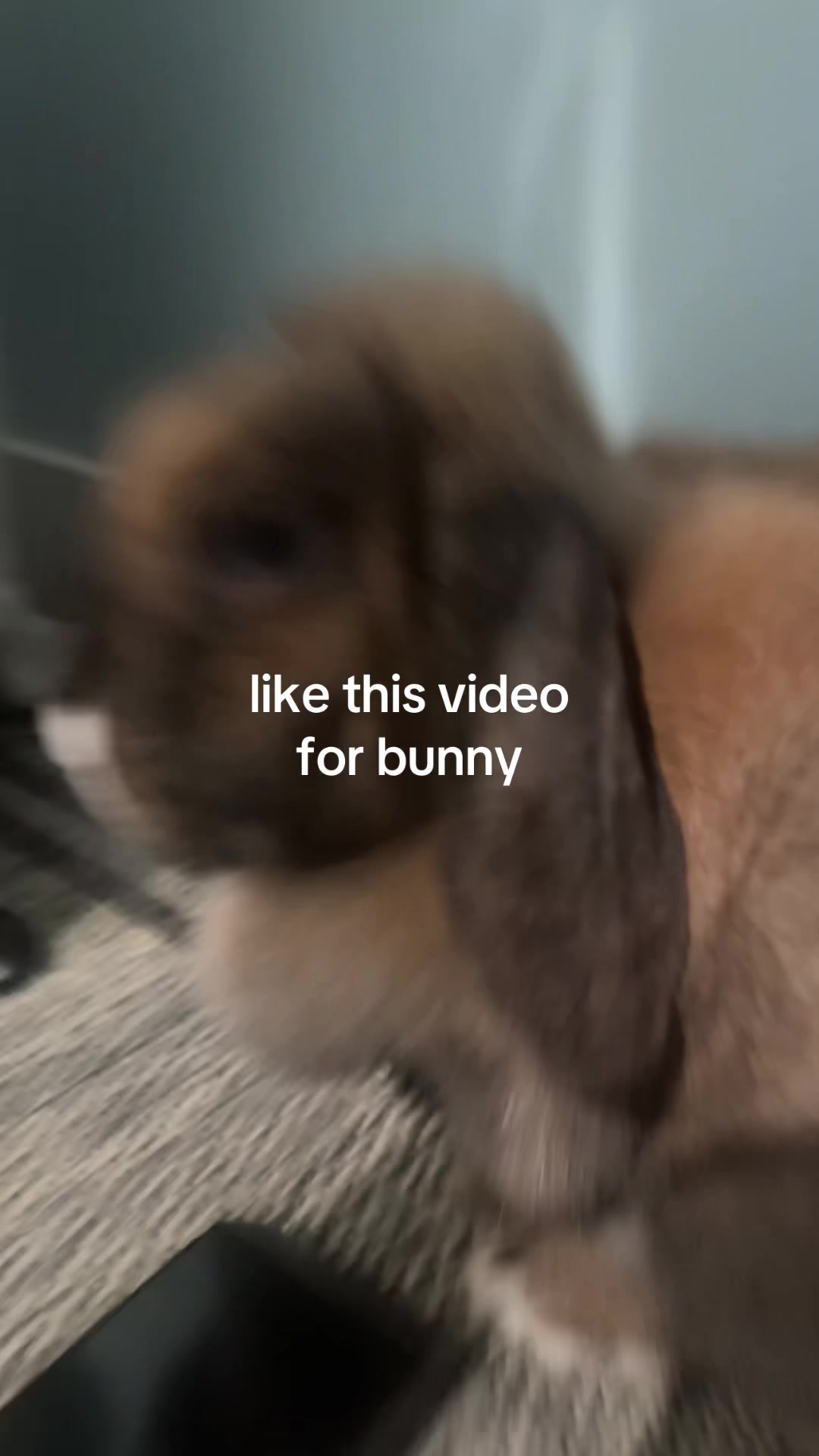 @honeythebunny24