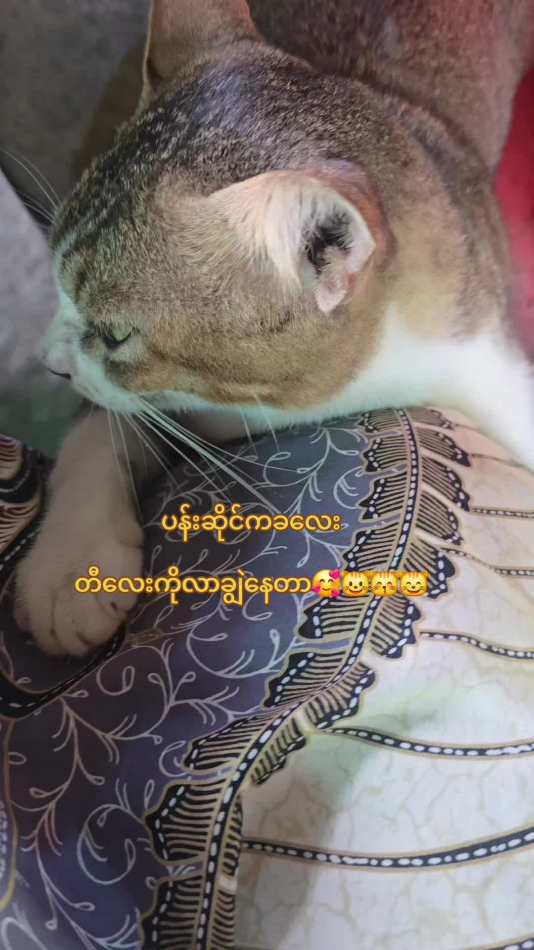 @တီလေးကြိတ်မှန်ဆီ18M