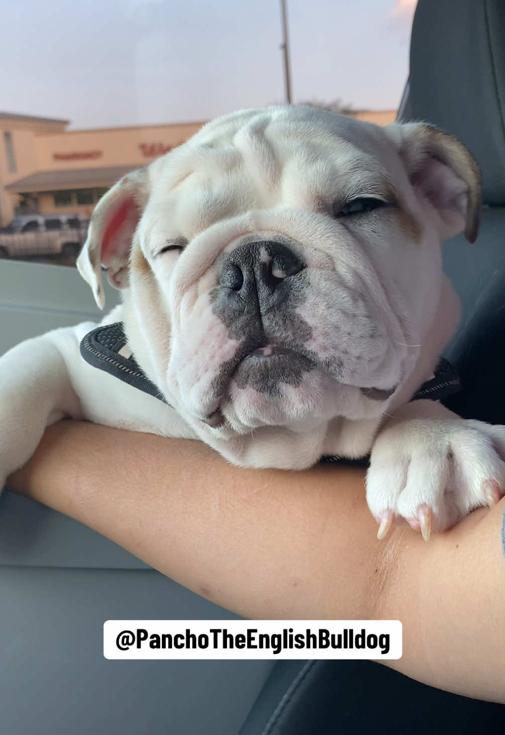 @PanchoTheEnglishBulldog