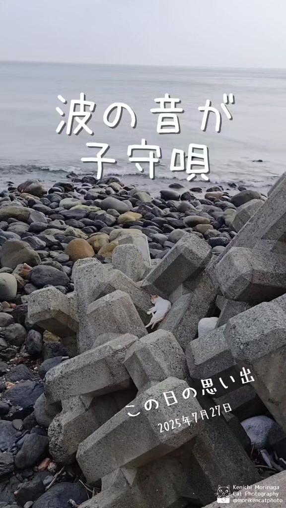 @猫写真家 森永健一