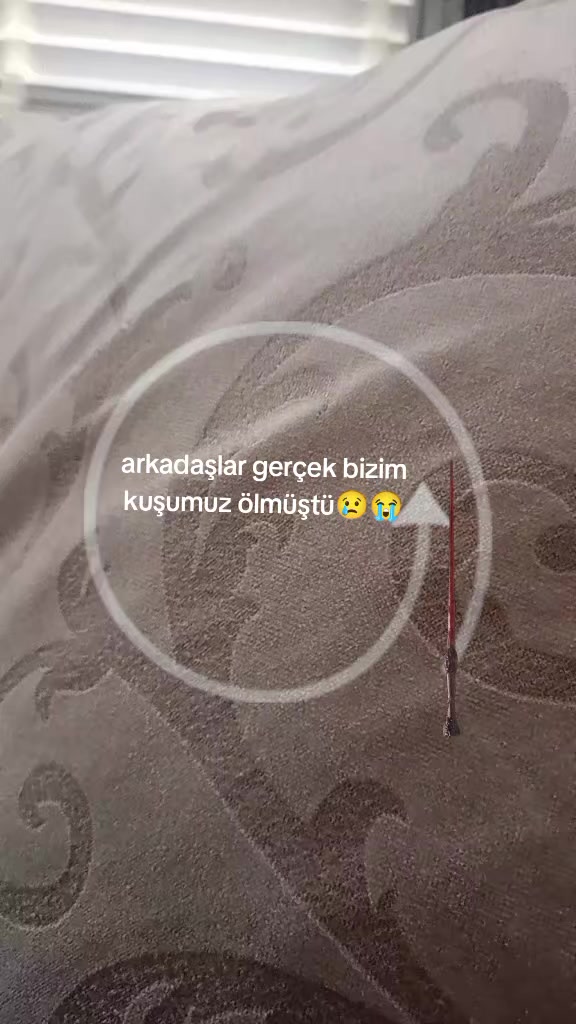 @Alptuğ