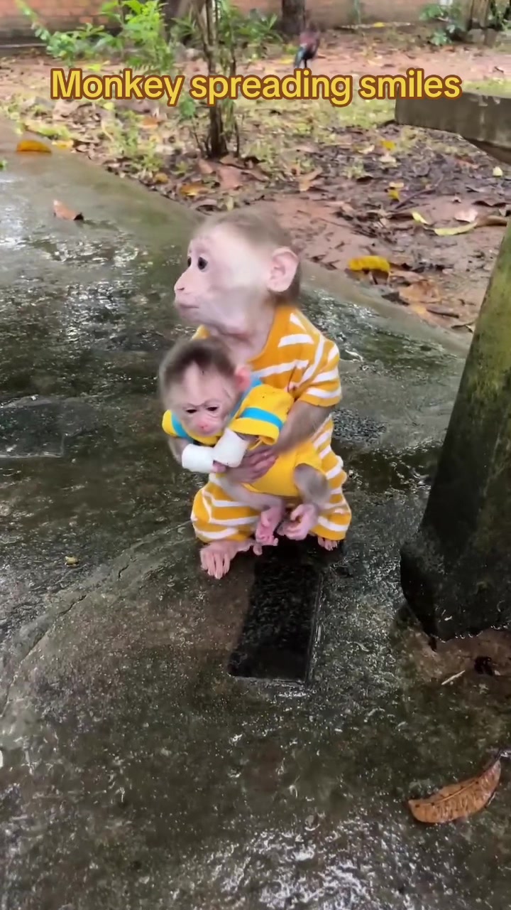 @Baby Monkey Rescue