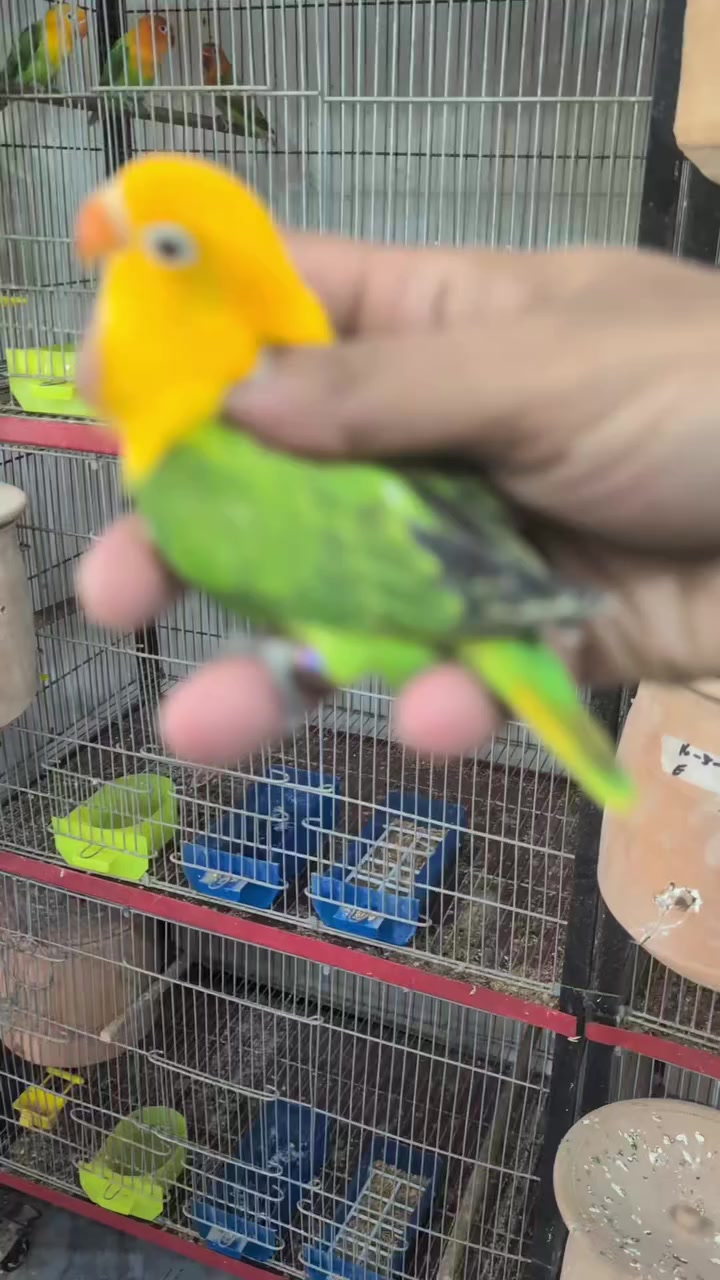 @manhaaviary