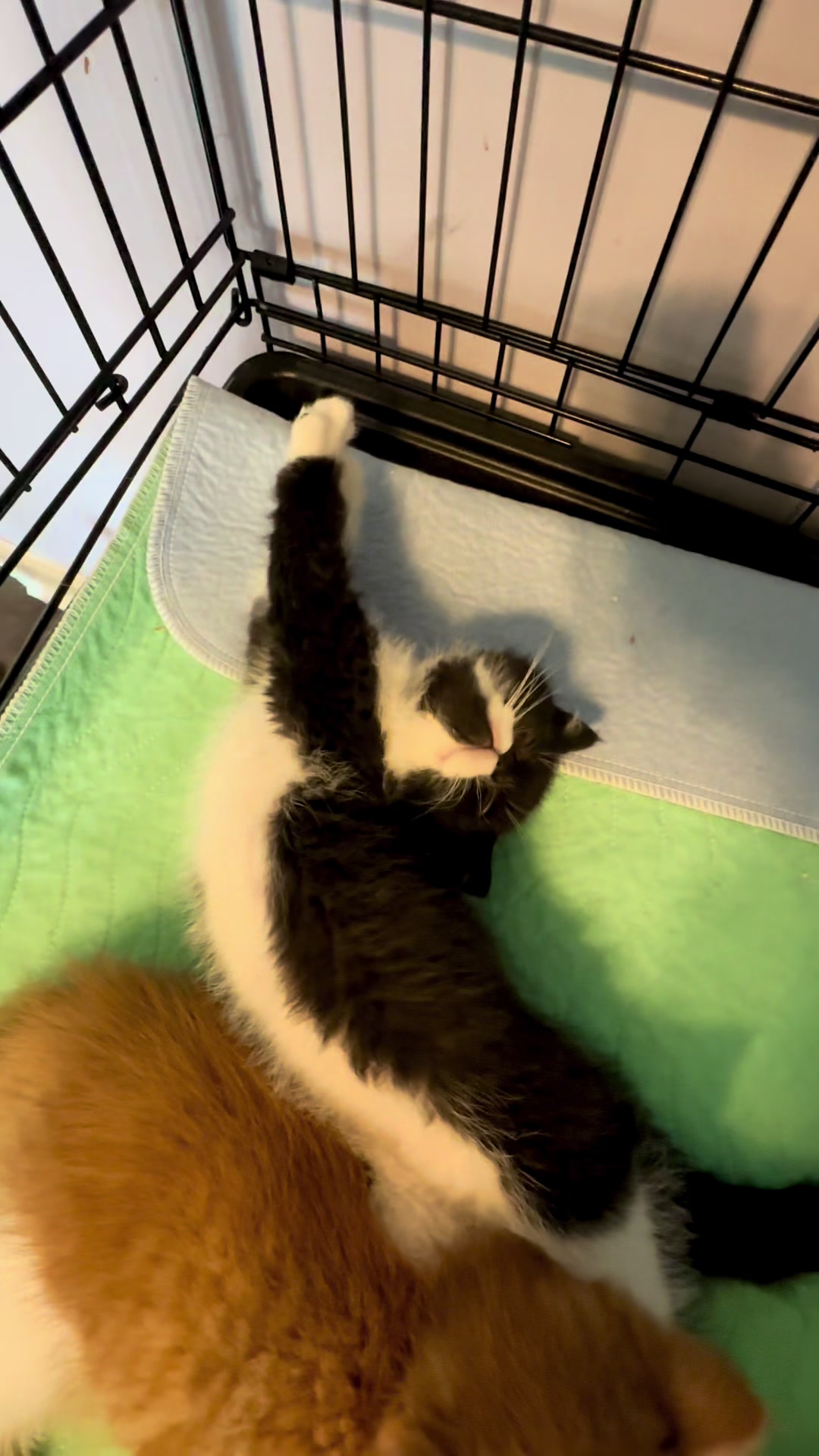 @KittyAmourCattery