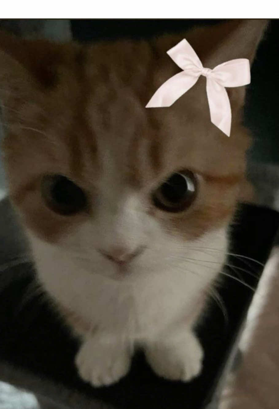 @ѕн&iota;к&iota;я&alpha;?
