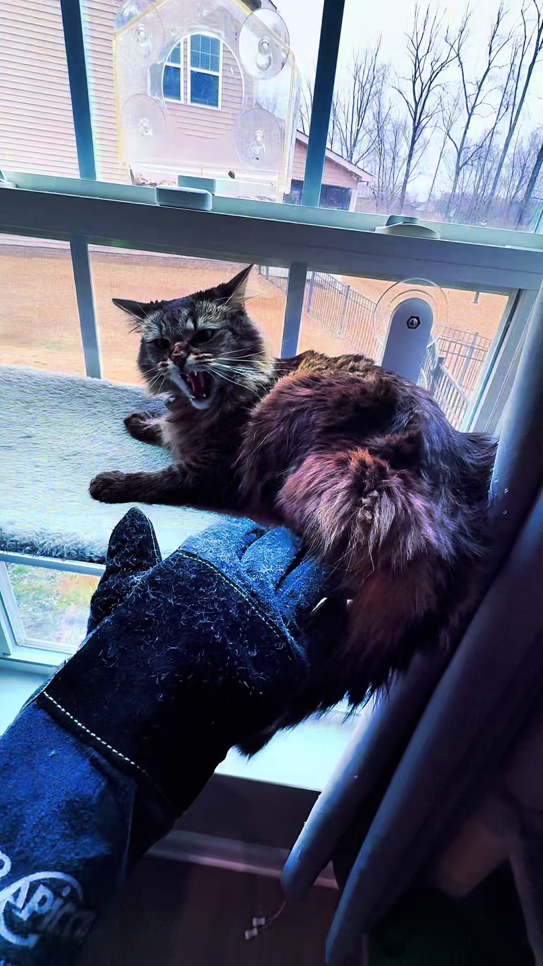 @RoxySnowballCatDrama