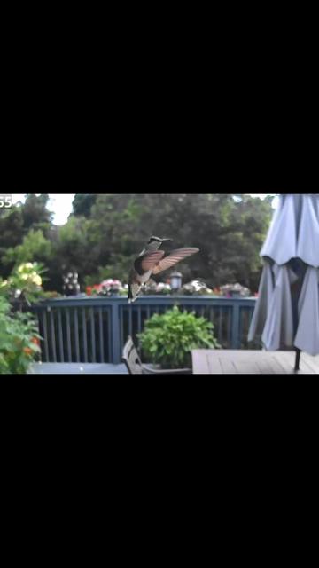 @Backyardbirdz