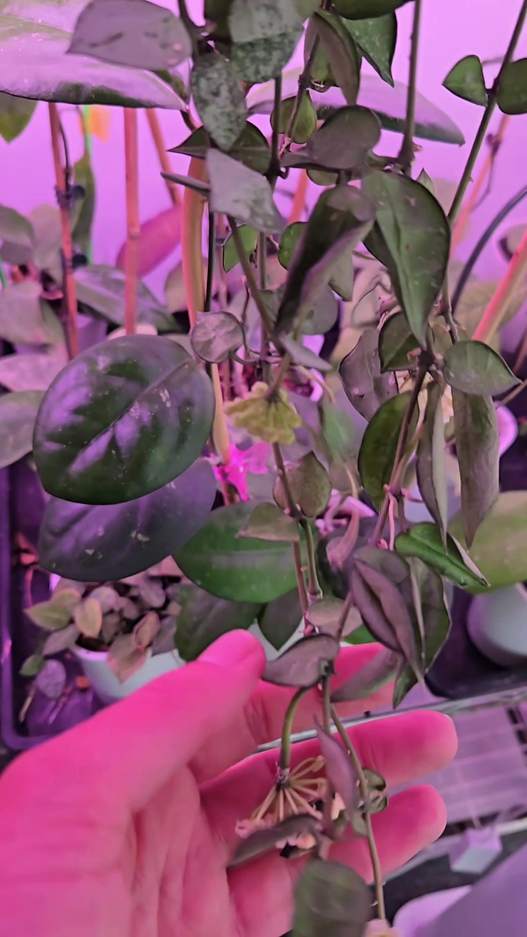 @Yaya’s Plant Shop
