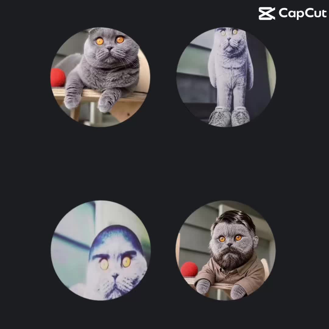 @kiwinator