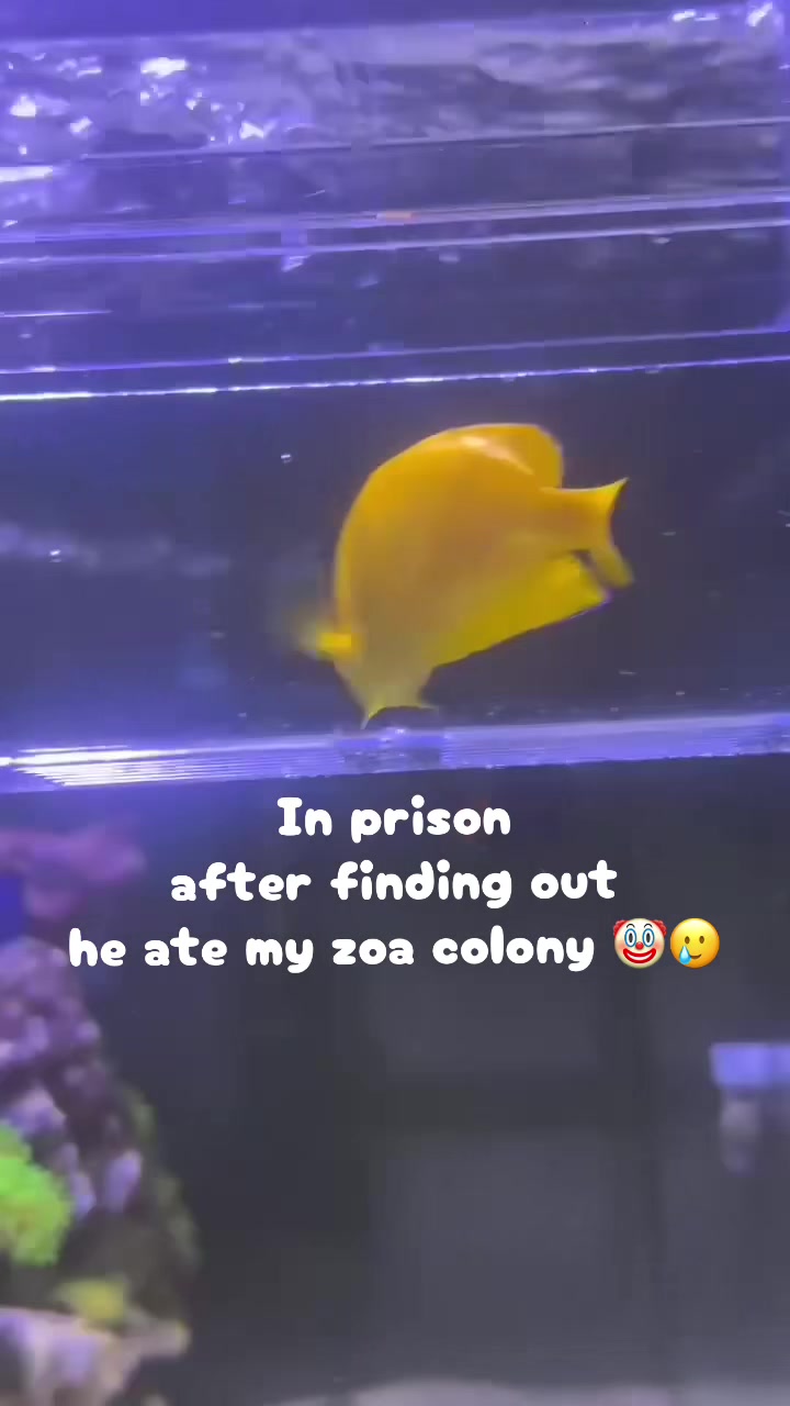 @sohaltangreef