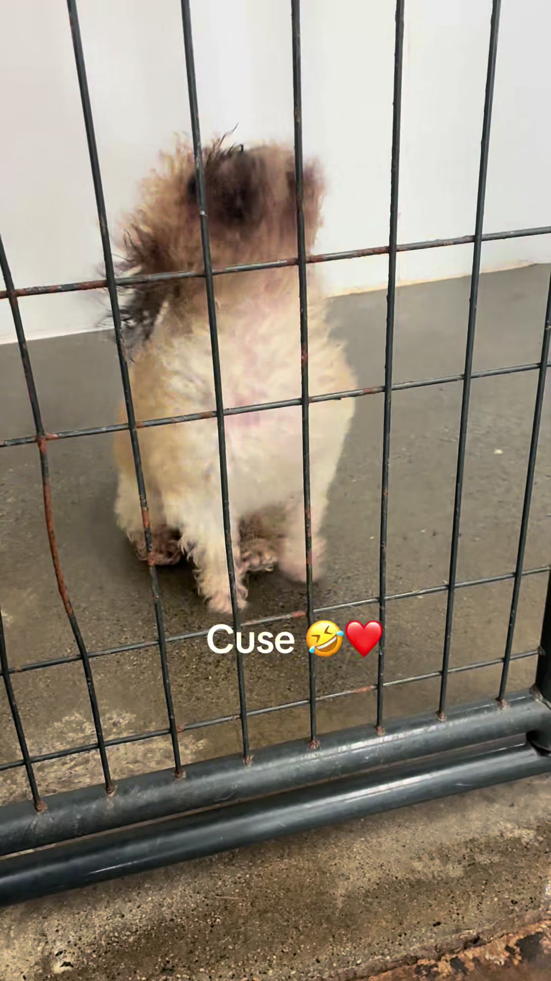 @Hound Housing Doggie Daycare