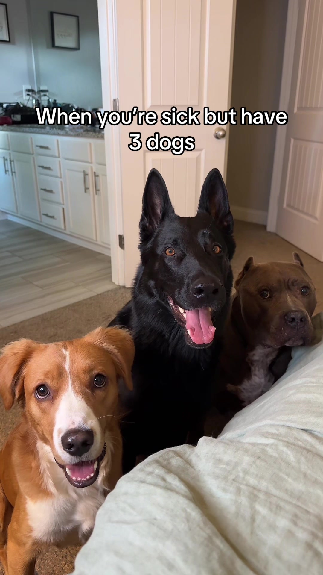@My Dog&rsquo;s Dope