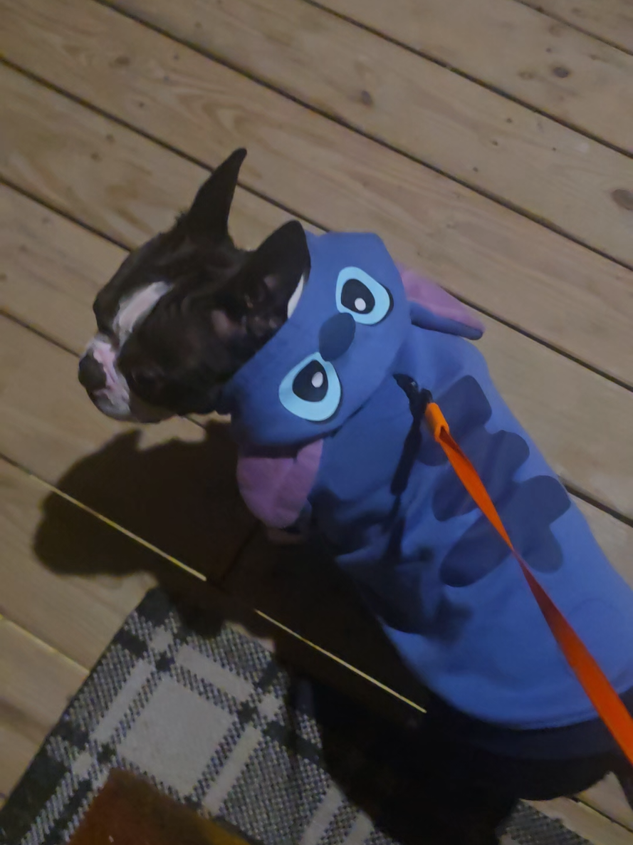 @Sir Leo the Terrier