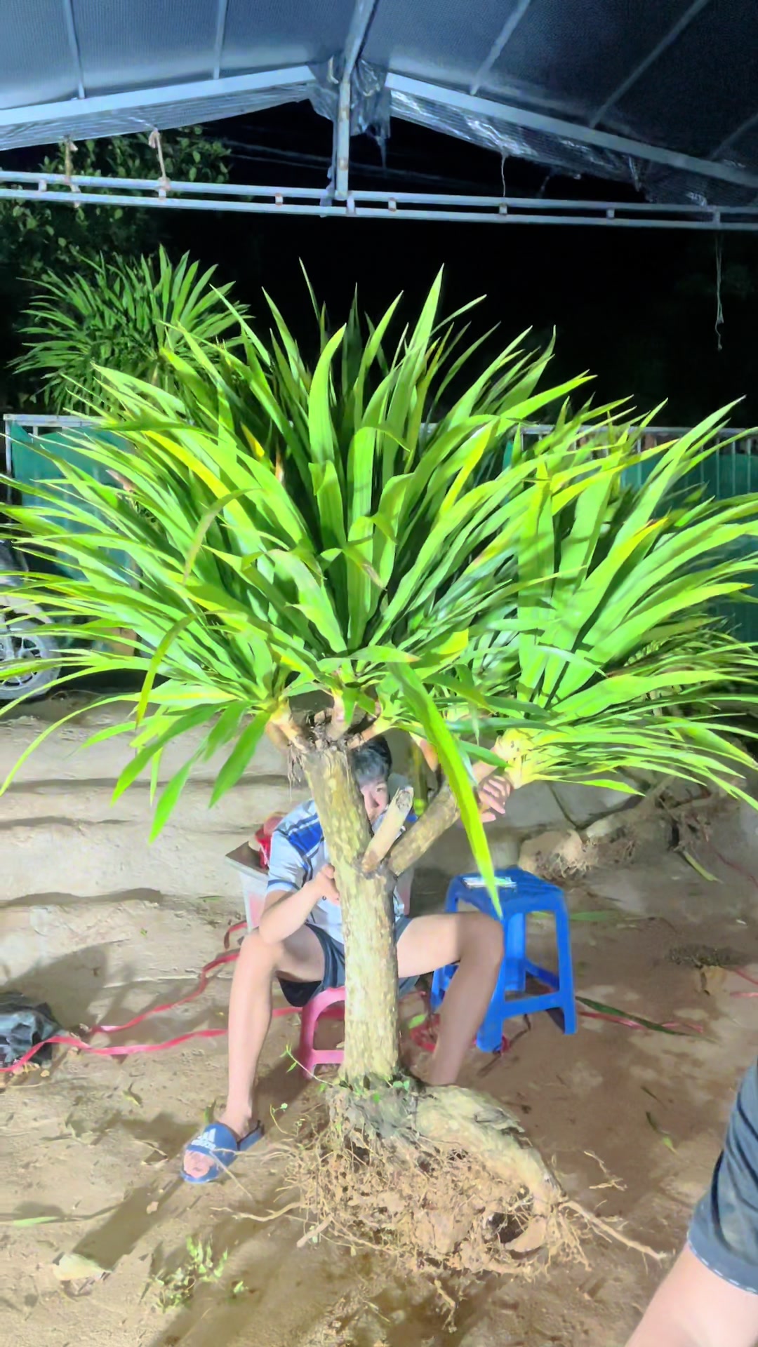 @Shop Cây Cảnh Hương Nguyễn