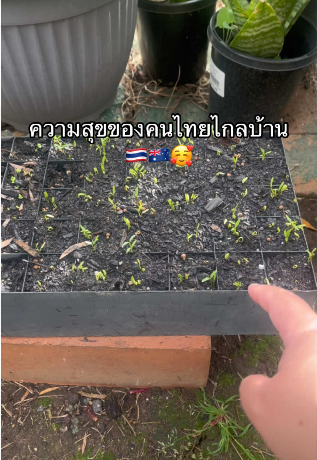 @ทีน่าร้อยโลมูจนได้จดทะเบียนออส