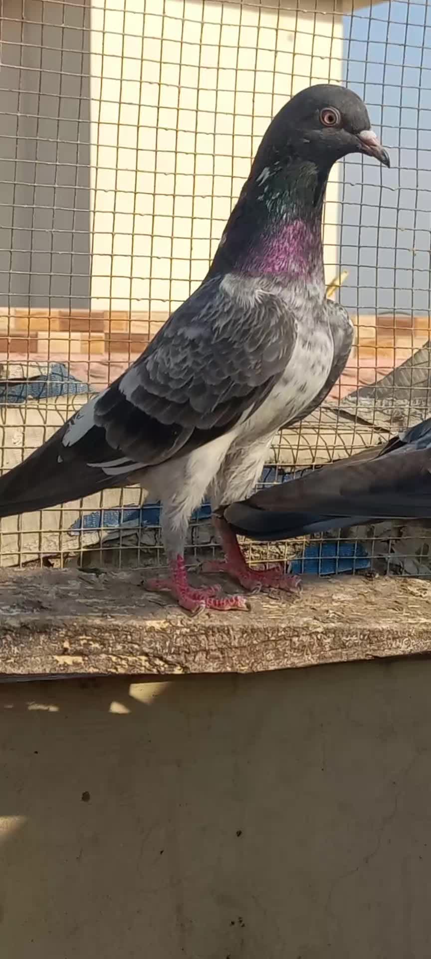 @Ranakasuripigeon