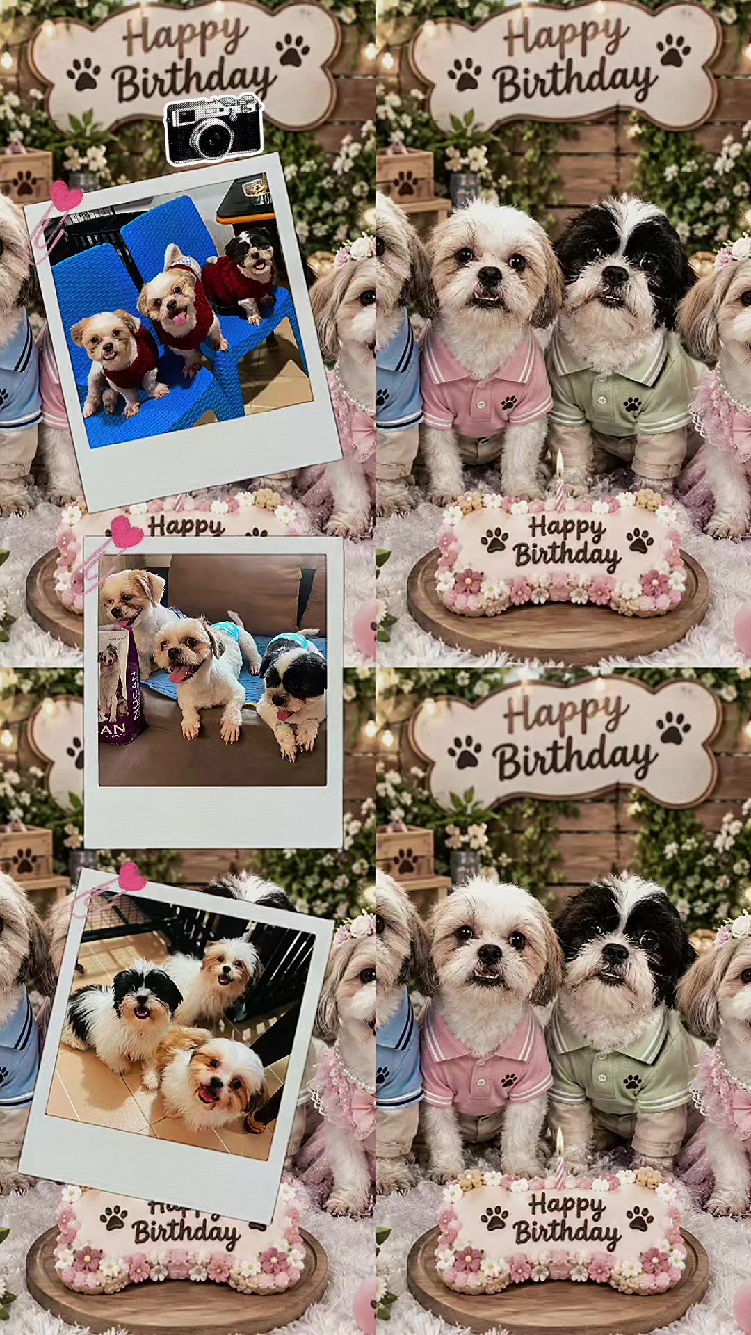 @PawmilyaSweettzu & Furbuddies