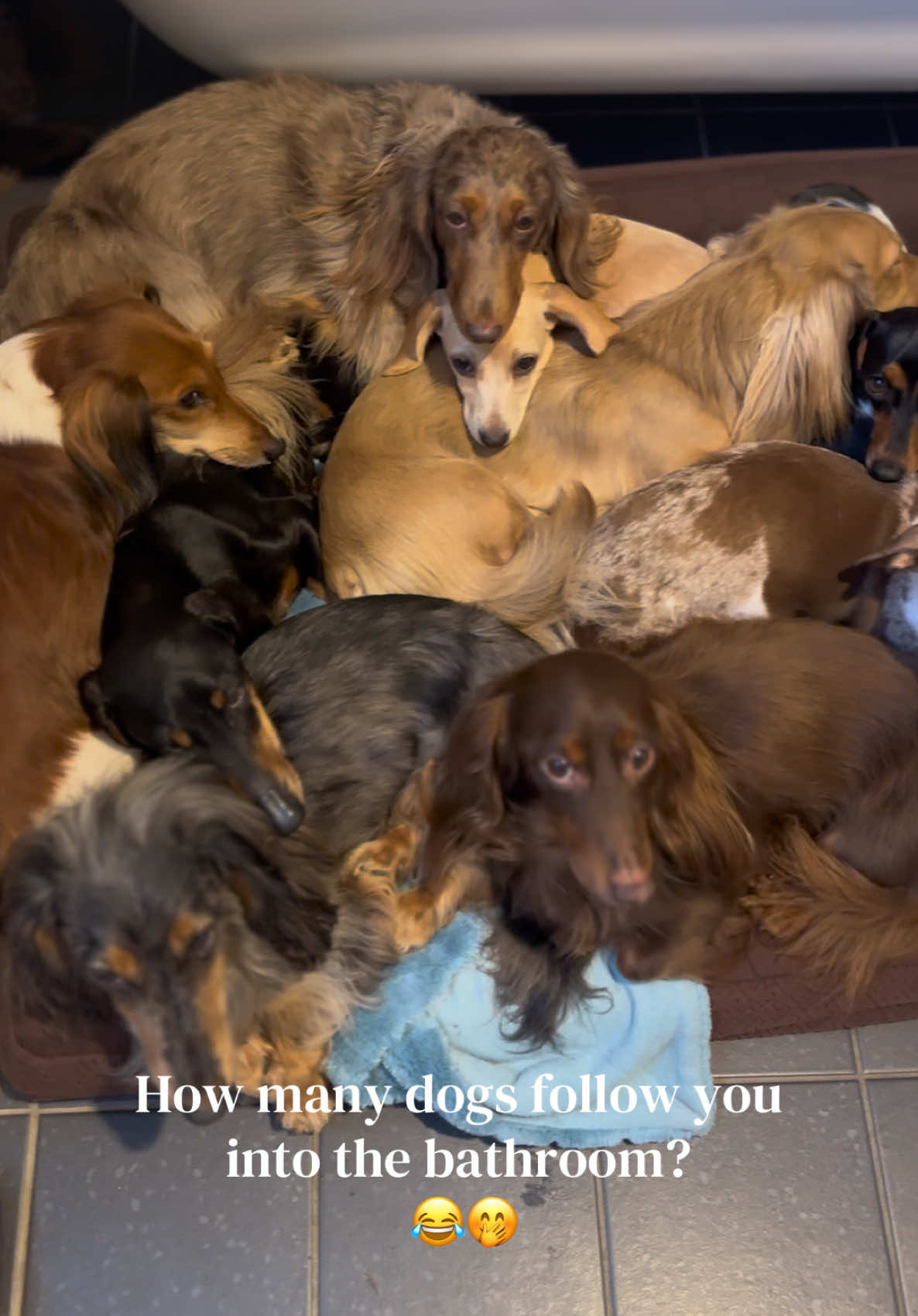 @ONATAH Dachshunds