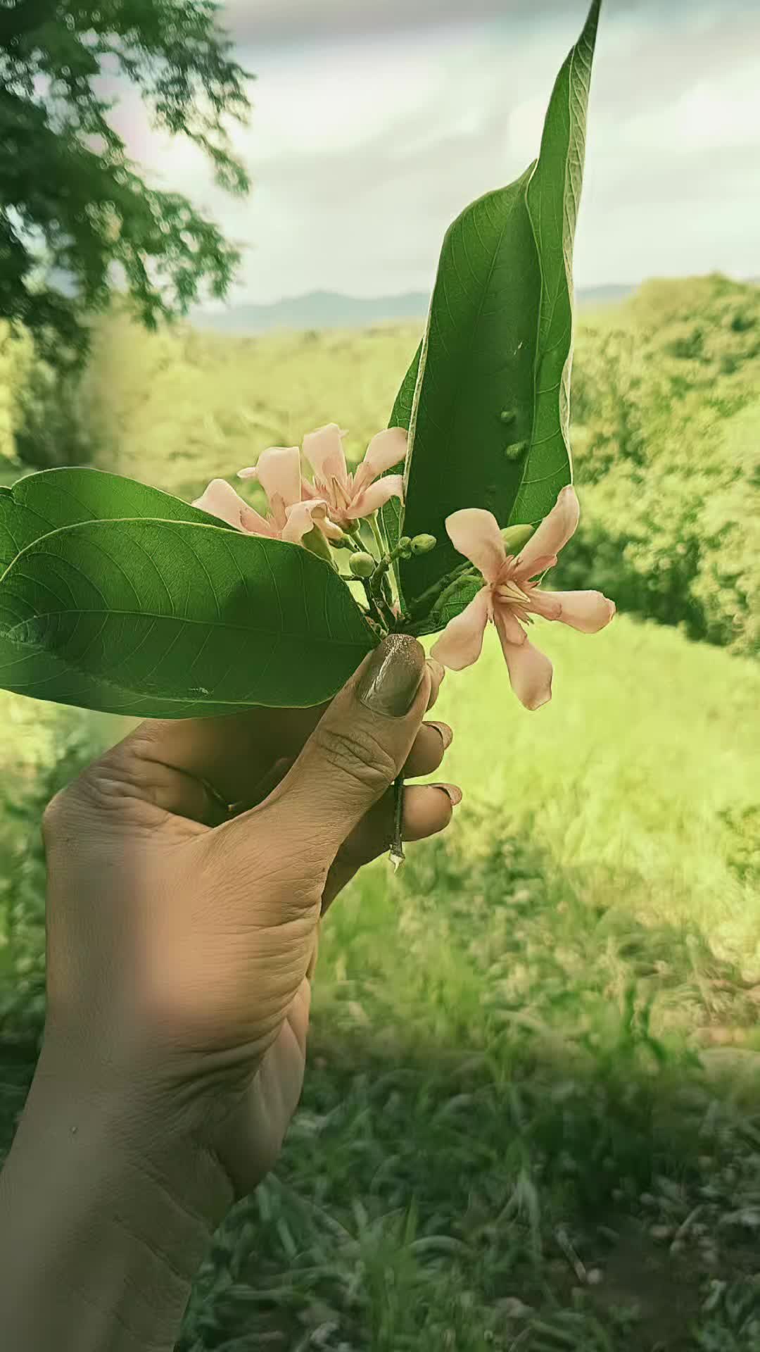 @Lieyvien🍁🇹🇼🫶🇵🇭