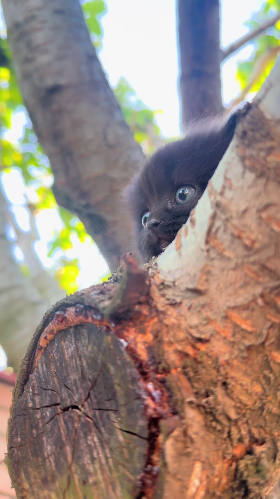 @cat.sheri.kittens