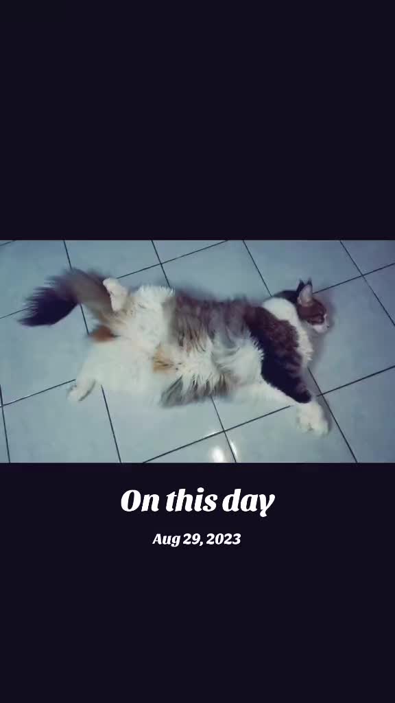 @🦋🐈&zwj;⬛Mizz Mommy Meows🐈&zwj;⬛🦋