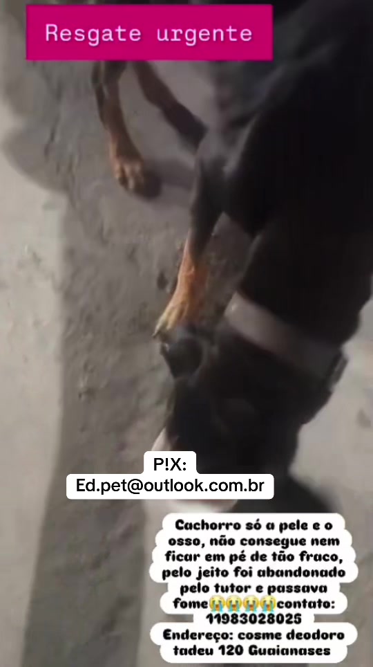 @Ed&ensp;pet